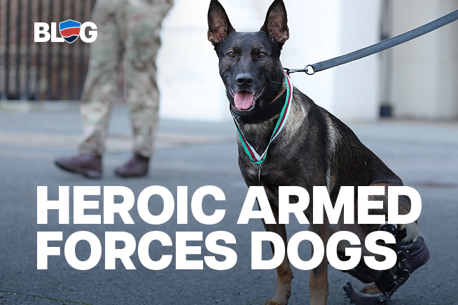 Five heroic dogs from British Armed Forces history